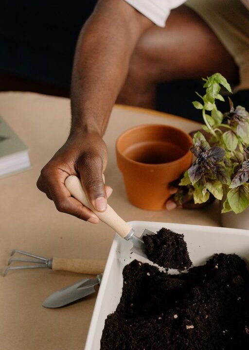 Como Começar uma Pequena Horta de Ervas em Casa